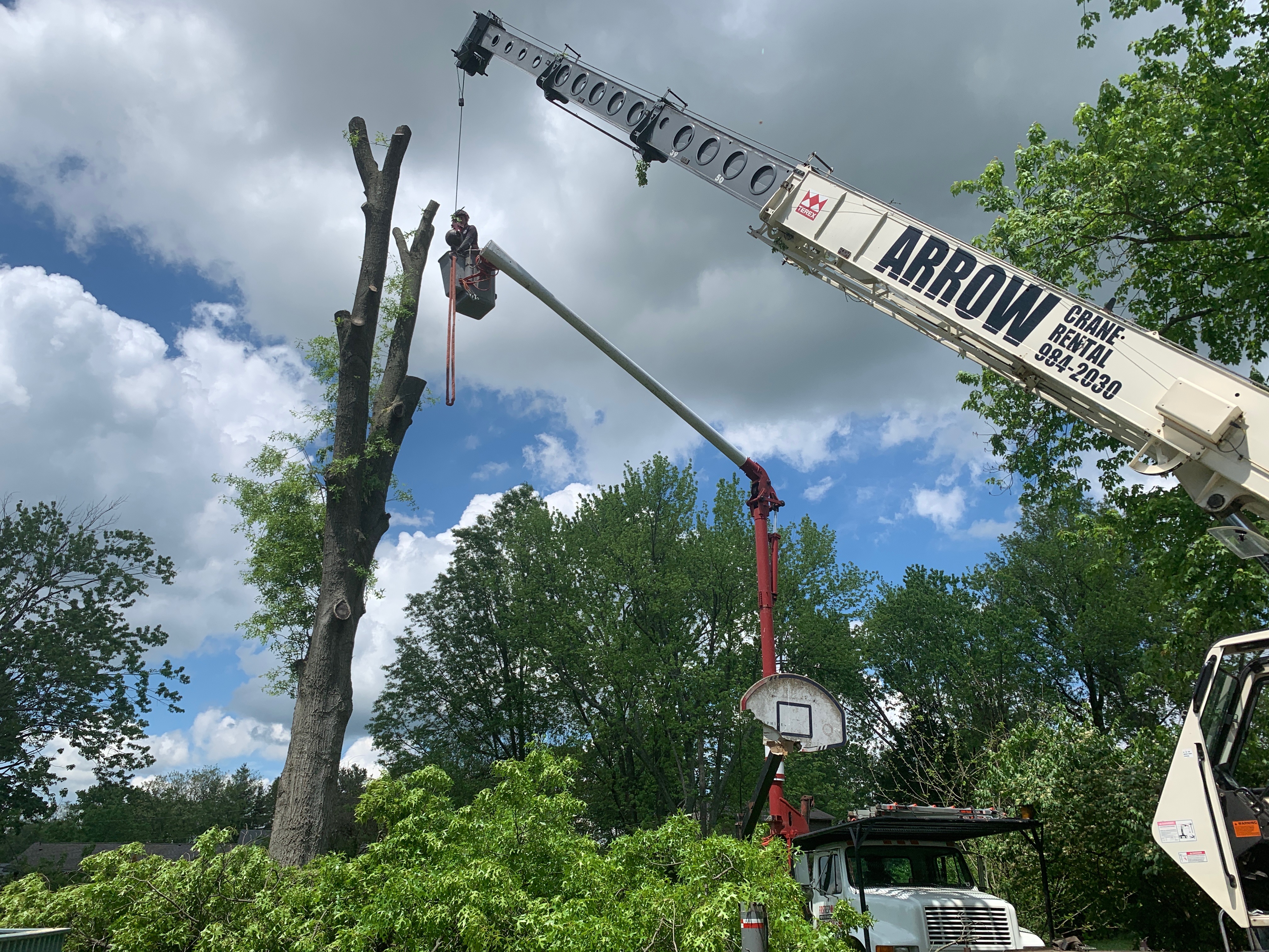 Large tree removal using professional crane equipment. Expert tree care services! #CraneWork #TreeRemoval #ExpertService
